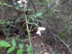 Rubus pungens