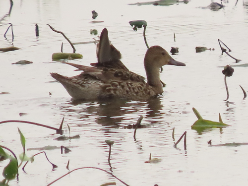 iNaturalist image