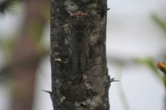 Munza furva