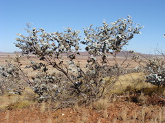 Eucalyptus gamophylla