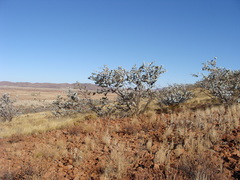 Eucalyptus gamophylla