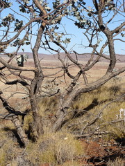 Eucalyptus gamophylla