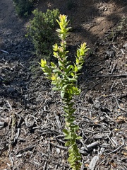 Arctostaphylos regismontana, photograph (c) Jared Shorma, some rights reserved (CC BY)