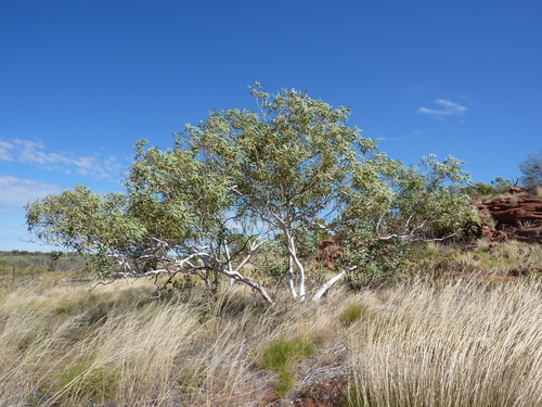 Halls Creek White Gum (Eucalyptus cupularis)