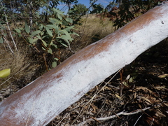 Eucalyptus cupularis