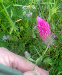 Trifolium purpureum