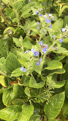 Pentaglottis sempervirens