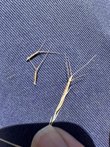 Aristida calycina observed 2026-06-01