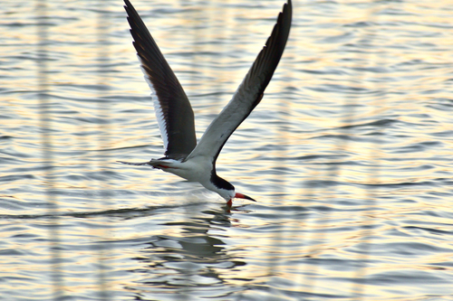 iNaturalist observation photo of Black Skimmer