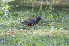 Sturnus vulgaris