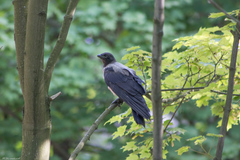 Corvus cornix