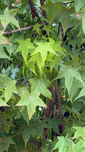 American sweetgum