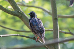 Sturnus vulgaris