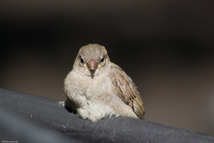 Passer domesticus