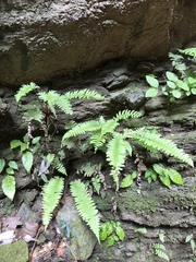 Polystichum tripteron