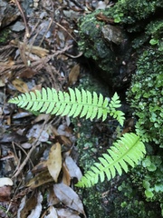 Polystichum tripteron