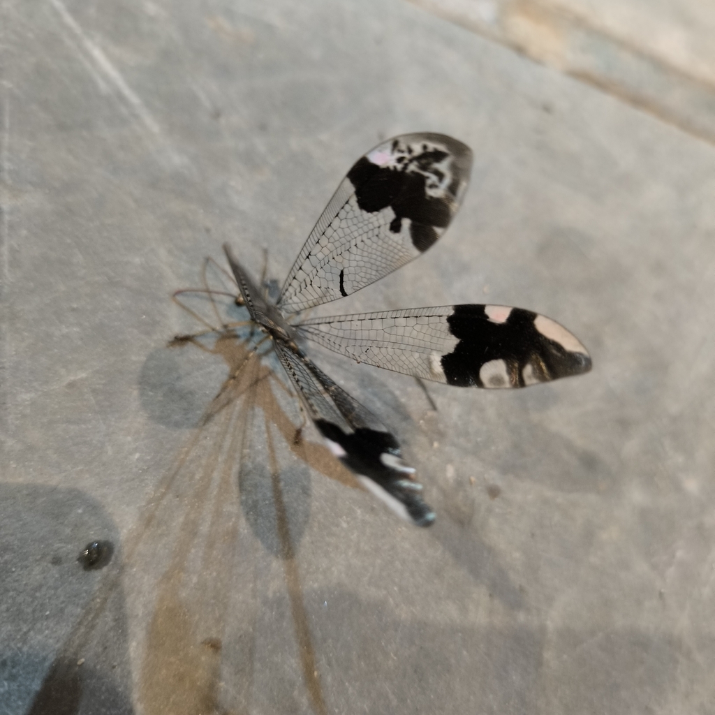 Glenurus peculiaris