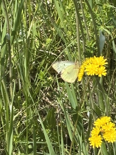 Clouded Sulphur