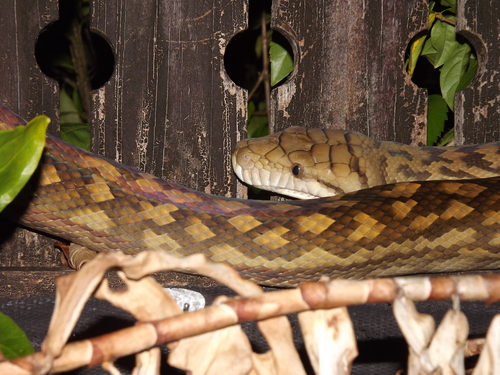 Australian Scrub Python sighting
