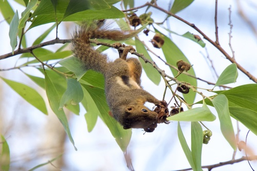 Plantain Squirrel