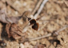 Bombylius callopterus