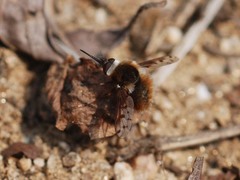 Bombylius callopterus