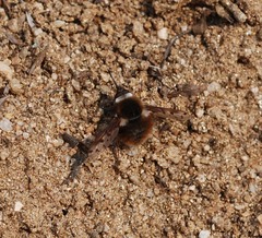 Bombylius callopterus