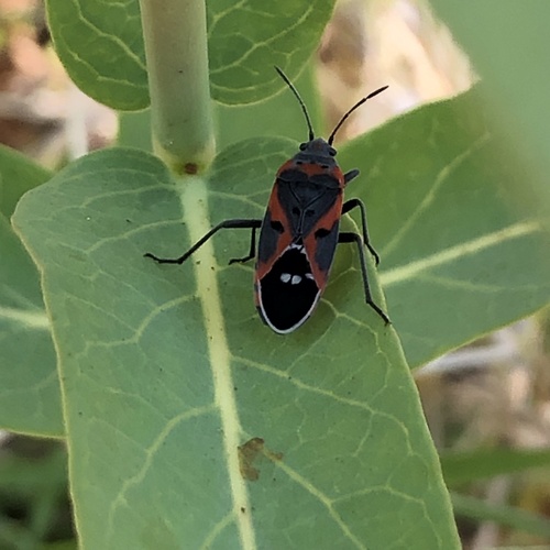 Small Milkweed Bug