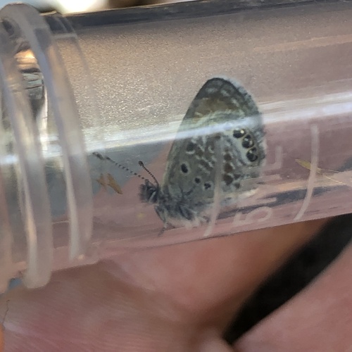 Western Pygmy-Blue
