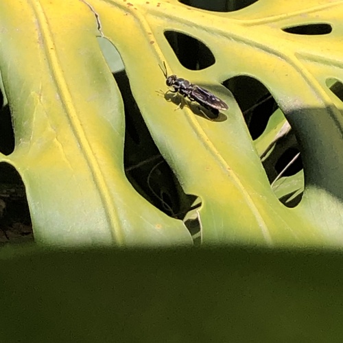 Black Soldier Fly