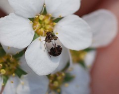 Anthrenus nipponensis