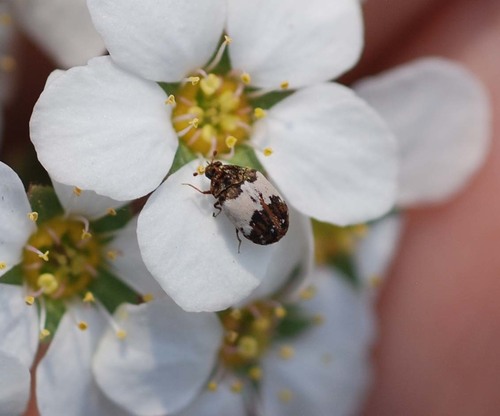 Anthrenus nipponensis · iNaturalist