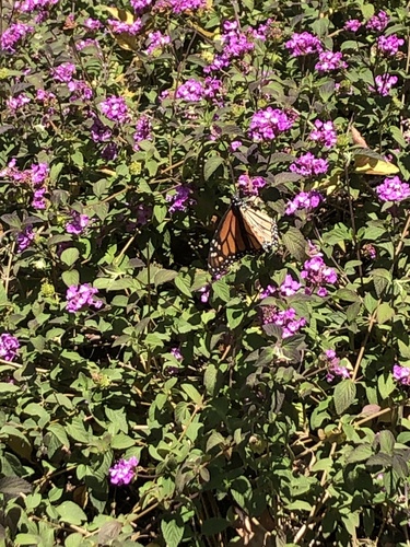 Monarch Butterfly