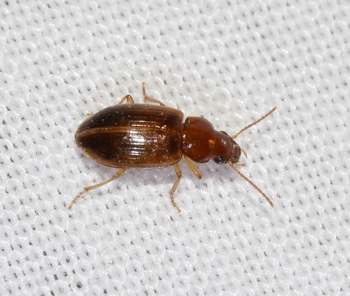 Bradycellus verbasci