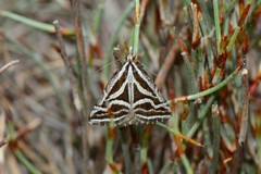 Dichromodes confluaria