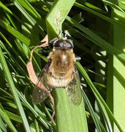 Narcissus Bulb Fly