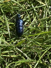Meloe violaceus