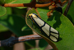 Anaphosia cyanogramma