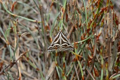 Dichromodes confluaria