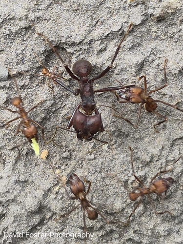 Colombian Leafcutter Ant