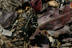 Cypholoba graphipteroides