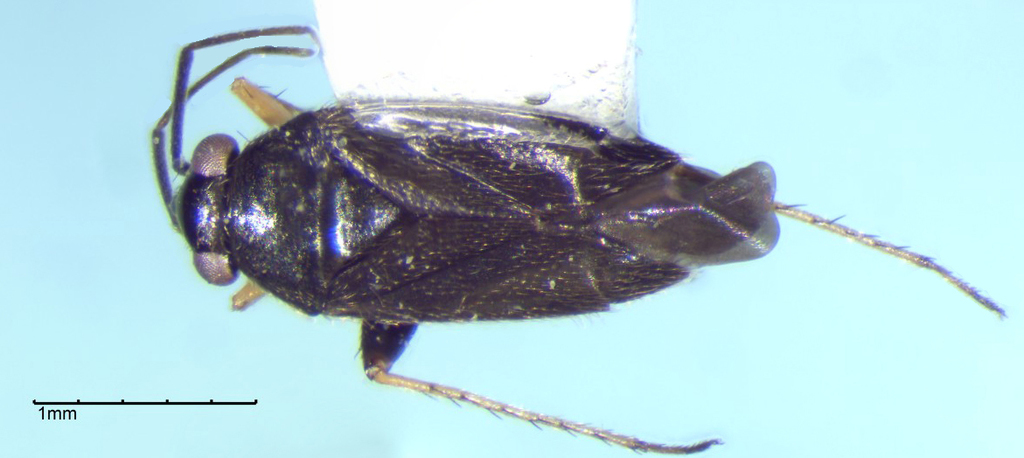 Ragweed Plant Bug
