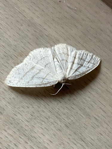 Common White Wave