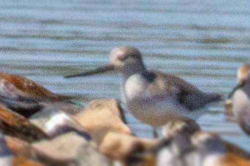 iNaturalist image