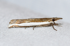 Crambus quinquareatus