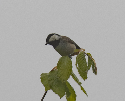 Coal Tit