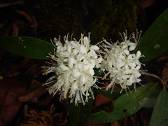 Backhousia
