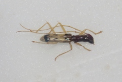 Hydnocerinae
