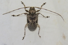Lagocheirus araneiformis