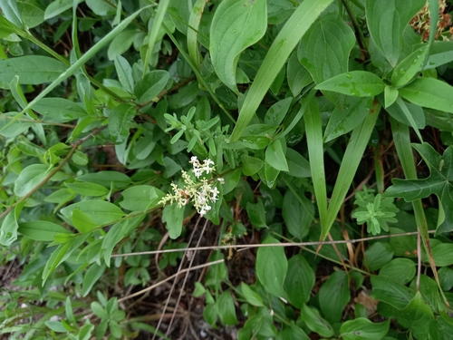 Common Privet